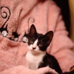 Pooja Sawant Instagram - Help me to save one life today and forever 🌸 I rescued this tiny kitten who was stuck in the car’s engine. I could hear her voice since morning calling out for her mother .. but her mother never showed up .. so finally we’ve decided to take her out ... shortly I’ll share her story but I am looking for a forever home Where she can start her new life If anyone wants to adopt her please Comment below OR DM @shruu_t @meshreysawant #adoptdontshop #adopt