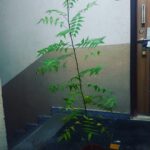 Sana Amin Sheikh Instagram - 🌳Planted this neem tree in my balcony when it was 1/4th of its size..now transplanting it in my building compound.. ~Jaldi Jaldi Bada sa Ped ban jao.. !! 🌱 We all MUST plant atleast one tree in our lifetime.. #PreachForGood 🌳