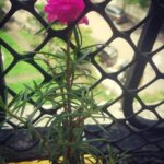 Sana Amin Sheikh Instagram - * This brought a Smile on my Face Today Morning * 19/6/20