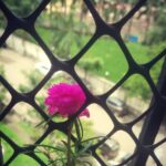Sana Amin Sheikh Instagram - * This brought a Smile on my Face Today Morning * 19/6/20