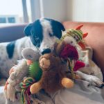 Shriya Pilgaonkar Instagram - One of Jack’s talents is stuffing a ridiculous number of toys in his mouth at once. 😂😭🐾♥️
