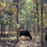 Shruti Bapna Instagram - How amazing it is that we have all kinds of landscapes within India! Here are some lovely views from Pench Tiger Reserve💚 . . . . . #penchnationalpark #tigerreserve #beautifulindia #indiatravel #madhyapradesh #penchtigerreserve #natureshots #treesofinstagram #photodaily