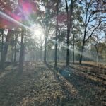 Shruti Bapna Instagram - How amazing it is that we have all kinds of landscapes within India! Here are some lovely views from Pench Tiger Reserve💚 . . . . . #penchnationalpark #tigerreserve #beautifulindia #indiatravel #madhyapradesh #penchtigerreserve #natureshots #treesofinstagram #photodaily