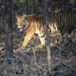 Sonalee Kulkarni Instagram - His Majesty, the रावसाहेब 🙏🏻 Captures by @travelbandar and @om_190615 during #penchsafari My first ever sighting was so overwhelming that I cannot even put it in words. Thank you @yogeshganu @arannyaexperiences @mahapenchtiger for the experience 🚩 WATCH FULL EPISODE ON #MaharashtraOnMyLips - Link In Bio #sonaleekulkarni @kunalvijayakar @maharashtratourismofficial Pench Maharashtra