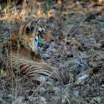 Sonalee Kulkarni Instagram - His Majesty, the रावसाहेब 🙏🏻 Captures by @travelbandar and @om_190615 during #penchsafari My first ever sighting was so overwhelming that I cannot even put it in words. Thank you @yogeshganu @arannyaexperiences @mahapenchtiger for the experience 🚩 WATCH FULL EPISODE ON #MaharashtraOnMyLips - Link In Bio #sonaleekulkarni @kunalvijayakar @maharashtratourismofficial Pench Maharashtra