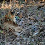 Sonalee Kulkarni Instagram – His Majesty, the रावसाहेब 🙏🏻

Captures by @travelbandar and @om_190615 during #penchsafari 

My first ever sighting was so overwhelming that I cannot even put it in words. Thank you @yogeshganu @arannyaexperiences  @mahapenchtiger for the experience 🚩 

WATCH FULL EPISODE ON #MaharashtraOnMyLips – Link In Bio #sonaleekulkarni @kunalvijayakar @maharashtratourismofficial Pench Maharashtra