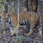 Sonalee Kulkarni Instagram - His Majesty, the रावसाहेब 🙏🏻 Captures by @travelbandar and @om_190615 during #penchsafari My first ever sighting was so overwhelming that I cannot even put it in words. Thank you @yogeshganu @arannyaexperiences @mahapenchtiger for the experience 🚩 WATCH FULL EPISODE ON #MaharashtraOnMyLips - Link In Bio #sonaleekulkarni @kunalvijayakar @maharashtratourismofficial Pench Maharashtra