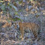 Sonalee Kulkarni Instagram - His Majesty, the रावसाहेब 🙏🏻 Captures by @travelbandar and @om_190615 during #penchsafari My first ever sighting was so overwhelming that I cannot even put it in words. Thank you @yogeshganu @arannyaexperiences @mahapenchtiger for the experience 🚩 WATCH FULL EPISODE ON #MaharashtraOnMyLips - Link In Bio #sonaleekulkarni @kunalvijayakar @maharashtratourismofficial Pench Maharashtra