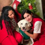 Sonnalli Seygall Instagram - It’s a Merry Christmas ❤️ #christmas2022 #happyholidays #familytime #doggiechristmas #labsofinstagram