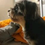 Aishwarya Sakhuja Instagram - Come home soon Aish mommy @ash4sak @rohitnag9 #aishwaryasakhuja #Hippie #Floki #mumbai #shichi #shichipuppy #shichipuppies #dogreelsofinstagram #dogsofinstagram #rohitnag #dogs #puppiesofinstagram #dogstagram #instadog #rohitnag #petfriendly #dogoftheday #mumbai #doglover #dogreels #doglovers #reelsinstagram #siblinglove #instagramreels #isthislove #puppygram #dogsofinsta #mumbaireels #petsofinstagram #rohininag #instapuppy Mumbai - मुंबई