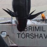 Amy Jackson Instagram - GRAPHIC CONTENT ⚠️ @seaspiracy @seashepherduk have a crew on the scene in the Faroe islands documenting the slaughter. This is their update so far.⁠ ⁠ “After a two hour chase. The slaughter of pilot whales is over. Chased through the fjord and up on the beach, all lives were taken except one lone pilot whale which desperately escaped. One pilot whale, very alone, traumatised. The entire family killed before it’s eyes and ears.”⁠ ⁠ The pilot whales will now be brought to land where more killers are waiting to finish the job. ⁠ ⁠ Stand with us in the fight to #StopTheGrind ✊ Join the coalition stopthegrind.org ⁠ 📹 DISCLAIMER: The footage in this video was taken by @alitabrizi and @lucytabrizi whilst filming @seaspiracy and is not of the current massacre occurring right now.⁠ ⁠ ⁠ #seashephered #seaspiracy #faroeislands #thegrindhunt #pilotwhales #conservation #whales #dolphins #animals #marinewildlife #wildlife #nature #ocean #cruelty #oceanlife⁠ Faroe Islands