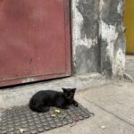 Ananya Panday Instagram - Nothing like walking around Bandra on a Sunday afternoon 🐈