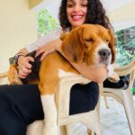 Ann Augustine Instagram - ❤️ #doll#cutie#dogs#dogsofinstagram#doglover#adoptdontshop#beagle#indies#curls#curlyhair#coffeelover#artlover