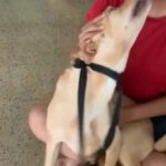Archana Kavi Instagram - I'm blessed to have Pluto's love... . . . #dogsofinstagram #doglover #dog #dogs #indiedog