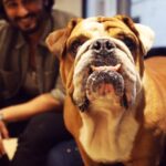 Arjun Kapoor Instagram – Awaara dog nahi, mera waala toh STAR dog hai. 💥 
@radhikamadan, presenting Max Kapoor to you. 🙈

#Kuttey #AwaaraDogs #pet #petstagram
