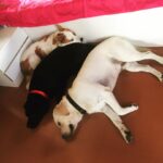 Chaya Singh Instagram - Chilling after Diwali day out😴 #tuesday #mornings #labsofinstagram #chill #petlovers #family