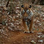 Dia Mirza Instagram - As someone who feels deeply about Tiger conservation and who has been emotionally connected to the tragedy of Ustad I am honored to share with you the trailer for the award winning documentary, Tiger 24. It will be playing in theaters in Mumbai on January 20 and will be available on all digital platforms later this year 🐯 #T24 #Tiger24 #WarrenPereira #Ustad #TigerNumber24 #AAFilms #TigerConservation #T24Movie @tiger24film @warrenpereira.official @aafilms.official Mumbai, Maharashtra