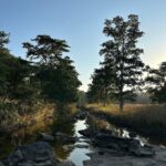 Dia Mirza Instagram - Yesterday was #InternationalDayOfForests 🌳🌏🕊️ Why are our #Forests so integral to health, peace and survival? Over 1.6 billion people depend on forests for food or fuel, and some 70 million people worldwide - including many Indigenous communities - call forests their home. With so many people dependent on forests, the fate of our forests may determine our own fate as well. Forests help prevent erosion and enrich and conserve soil. Deforestation has serious consequences on the health of people directly dependent on forests, as well as those living in cities and towns, as it increases the risk of diseases crossing over from animals to humans. Meanwhile, time spent in forests has been shown to have a positive benefit on conditions including cardiovascular disease, respiratory concerns, diabetes and mental health. Forests are home to over 80% of terrestrial biodiversity, including 80% of amphibians, 75% of birds and 68% of mammals. Deforestation of some tropical forests could lead to the loss of as many as 100 species a day. It is no surprise that when we cut down or damage our forests, we release huge amounts of carbon emissions that contribute to the climate crisis. About one-third of the world’s largest cities obtain a significant proportion of their drinking water from forested protected areas. Our lives are deeply linked with forests. You can help protect forests by pledging your support to an organisation or community that works to protect forests 🌳🙏🏻 I work with @wildlifetrustofindia @ifawglobal @unep @sanctuaryasia you can volunteer or help any of these organisations or one of your own choice. Let’s pledge to protect forests for the sake of our health, security, peace and prosperity 🦋 #ForPeopleForPlanet #ForNature #GenerationRestoration #OnePlanetOnePeople #OneEarth #SDGs #GlobalGoals India
