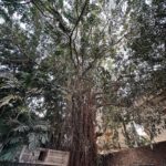 Dia Mirza Instagram - Spending time in the garden surrounded by big trees, with over 25 species of birds is a wonderful time of day for us 🌏🐯☀️🦋💚 Everyday our son gets to interact with nature it fosters a sense of belonging, of oneness with all life and benefits health. Have you read the book “Last Child In The Woods” by Richard Louv? "Last Child in the Woods" discusses the growing disconnect between children and nature, and the potential consequences of this trend on the physical, mental, and emotional development of young people. The book argues that as children spend more time indoors and less time engaging with the natural world, they may experience a range of negative effects, including obesity, attention disorders, depression, and a diminished sense of creativity and wonder. The book suggests that by fostering a closer relationship between children and nature, parents, educators, and community leaders can help promote healthier and more well-rounded development for the next generation. Louv also advocates for the creation of more green spaces and outdoor educational programs, as well as increased awareness and protection of natural areas. The book has helped spark a movement focused on reconnecting children with nature, sometimes referred to as the "Nature Movement." Let’s ensure our children seek nature everyday 🙌🏼🌻 #ForNature #ForPeopleForPlanet Bandra World of Storytellers