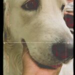 Dimple Hayathi Instagram - Floof me @bageerah_the_retriver #boop #goldenretriever #dimplehayathi