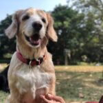Divya Spandana Instagram - It was 2006,I was shooting for a film in Hampi when I got ‘the call’. ‘7 puppies’ the vet said!I drove the same night after shoot to see Brandy and the puppies. When I laid my groggy eyes on her for the first time my eyes lit up! She was this beautiful, gorgeous puppy, and while all the other puppies were yelping, she was calm BUT she was also very, very tiny, my palm seemed big in comparison. I took to her immediately. Tiny was the runt of the litter and the vet said she wouldn’t make it past a week. But in my heart I knew,Tiny was going to live.And she did.A full 11 years.I truly believe- love conquers all. She couldn’t feed off Brandy,so I would stay up all night to feed her every two hours with a feeding bottle and she’d snuggle with me in bed. Ever since then,she shadowed me everywhere. When I’d come home after a long day, she’d always be awake and receive me with excitement and affection.She didn’t wag just her tail she’d wag her whole bottom. In a world that’s always making you feel inadequate,self doubt,she made me believe I was enough.She taught me that every one is capable of true, unconditional love and that love heals.When I look back now, I didn’t rescue her, she rescued me. Tiny was friendly, shared her food AND treats,playful,trusting and gentle. She was observant, smart,empathetic- If I got annoyed with her(!!)she’d still stick around and wait patiently for me to call her back,she never sulked.She taught me to loosen up,be kind and patient. The best relationships are the unspoken ones.It’s all heart and nothing else. Most people wish they had spent more time with their loved ones after they’re gone.I do too.I wish I wasn’t so busy working, wish I knew how to balance my time,I wish so many things- They also say to find is to lose. It may be 2 years since she’s gone but my heart swells with love.For all the love,time,lessons,fun,laughs,cuddles,kisses-I’m so grateful to you my sweet,sweet Tiny.Thank you for making life worth it. I love you
