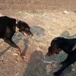 Divya Spandana Instagram - How cute are these two? They say goats are canine like- and I believe it. The baby goat and the dog (Moti as in Pearl) playing in a field at Jadhav ji’s village. Jadhav ji works at a chemist close to where I stay and he thinks Moti looks like Champ so he showed me this video. I thought it was an adorable video, sharing with you so it puts a smile on your face 🤗♥️ Also, so much to learn from them right? Love is such a beautiful thing to share not only with your own kind but with every being. #dogsofinstagram #goatsofinstagram