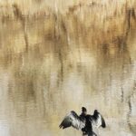 Farhan Akhtar Instagram - Painting a watercolour photograph. #rajasthan #ranthambore #nature #wildlife #nofilter