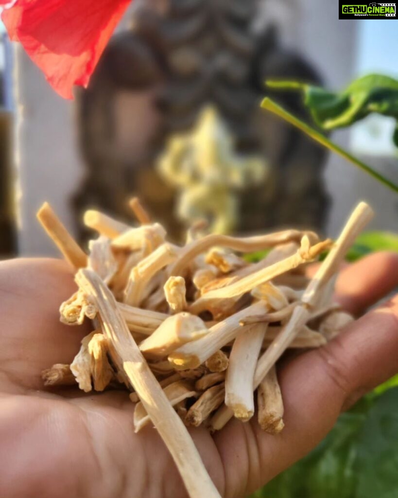 Kavita Kaushik Instagram - FEW OF OUR STAR INGREDIENTS 🌟 we don't use any chemicals, No preservatives or added smells or colour, everything is derived from herbs , flowers , leaves , seeds & vegetables pressed juices and oils ! At @houseofaparnaauntys we work at extracting the goodness of Nature to heal your Skin & Hair by providing nourishment and targeting the root of each problem, Herbs like Satavari, Ashwagandha, Arjun bark, Vetivar and many more infuse new life into your skin while repairing damage , the flowers and oils provide proteins to improve elasticity, collagen and over all skin quality, Hydration & glow are just added advantages! We are also in the process of upgrading and taking the brand international, we love n thank each pf you for your support in trying and then loving us! Watsapp 9820378775 to book your orders with us😇 Aparnaauntys.com