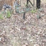 Kritika Sharma Instagram - Pench jungle camp @penchjunglecamp is my recommendation for an amazing jungle safari experience for all the animal lovers out there! Situated in MP border just two hours away from Nagpur is a perfect gateaway! The hospitality is amazing ! You can opt for variety of rooms my favourite was the luxury tent rustic yet classy with all the best amenities in the midst of nature ! Pench Jungle Camp