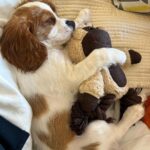 Lisa Ray Instagram - New baby in the house. I neglected to mention we were expecting. Meet Charlie Ray-Dehni. Those melting brown eyes. We are utterly obsessed. Big love to @shalini_dosaj for shepherding Charlie into our lives. #kingcharlescavalier #puppylove