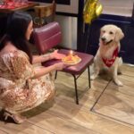 Maryam Zakaria Instagram - Happy birthday @rockycutiegolden 🥳🎂❤️🐾 Thank you Nugget for making Rockys birthday so special ❤️ #goldenretriever #dogsofinstagram #birthday #dogcake