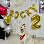 Maryam Zakaria Instagram - We love you so much @rockycutiegolden happy birthday 🥳🎂❤️❤️❤️🐾