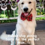 Maryam Zakaria Instagram - Ladies please stop… 😂😉😘 . . #theperfectman #goldenretriever #santa #dogsofinstagram #dog #cutnessoverload #trendingreels