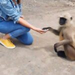 Monica Khanna Instagram - The beauty of any first time is that it leads to a thousand others...”.. Was scared in the beginning, later mesmerized by every moment .... #jaisiyaram #hanuman #indore #feedinglittles #reelsinstagram #explore #reels #