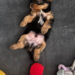 Nikki Galrani Instagram - Introducing Thor ♥️