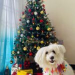Niranjani Ahathian Instagram - Oh yeah Here we go…. “ DECEMBER “ I’m so happy to see you !!♥️♥️ What a month you are to celebrate….the weather .. long drives.. travel… Christmas movie marathon (which I’m crazy about 🫣) … Christmas tree ..lots of gifts.. And my favorite Christmas Eve dinner with my family! Oh yessss I’m super excited and ready 🤩🤩🤩 Being the last one, please bring the best one for everyone, bring us more love , happiness, blessings and harmony♥️♥️♥️