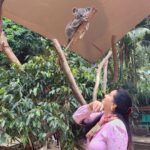 Poonam Dhillon Instagram – Adorable to see Koala Bears, kangarooss,Emu and many more!! Love Animals & Nature . Feel so happy to be amidst these beautiful creations of God. Let’s look after them ❤️❤️ #koala #adorablekoala #kangaroo #emu