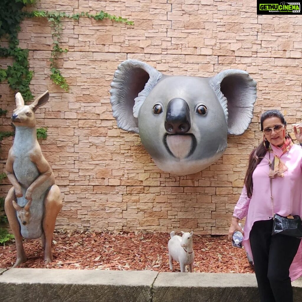 Poonam Dhillon Instagram - Adorable to see Koala Bears, kangarooss,Emu and many more!! Love Animals & Nature . Feel so happy to be amidst these beautiful creations of God. Let's look after them ❤️❤️ #koala #adorablekoala #kangaroo #emu