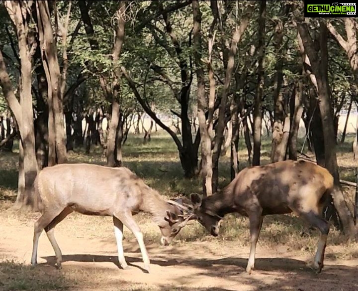 Poonam Dhillon Instagram - Nature is stunning & beautiful. Wild untouched nature is Divine. So blessed to enjoy the nature & wild life at @ranthambore_national_park let us preserve God's gifts and be mindful of how we treat nature 🙏 @ranthambhorepark