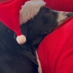 Prateik Babbar Instagram - #xmas #dump #2022 🎄 merry xmas & happy holidays from chico & prat ❤️