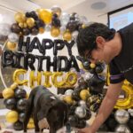 Prateik Babbar Instagram - & just like that my son is 5 years old‼️ happy 5th birthday to my handsome baby boy‼️❤️♾️ #chico & i wanna thank all our friends like family for showing up with unconditional love & presents.. & making “chico’s big 5” one hell of a party‼️.. y’all know who y’all are ❤️.. we love & appreciate y’all from the bottom of our hearts‼️❤️ special shoutout to “chico’s doggy cake mama” @puplords_barkery - “we love you girl.. you da bomb dot com”‼️❤️ p.s. - “my big boy still be the handsomest.. get used to it”‼️❤️ #chico #MySon #MyBigBoy #MyBabyBoy #MyBigBaby #MyBigBabyBoy #big5 #woof ❤️♾️ Chico's Home