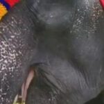 Radha Instagram - Beautiful Indira, 7 year old female elephant which came to grace a function at UDS Kovalam 🐘 My father always wanted to have an elephant. The average age of an elephant is 70 years. I had the feeling that if we buy one, at the end of their life if we are not with them, what will happen to them? Due to this regret I didn't buy one. But whenever I see an elephant, it's a nostalgic feeling for me. 😊 Karthika nair #radha #radhanair #karthika Uday Samudra Leisure Beach Hotel