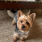 Ranjini Haridas Instagram - Meet my new friend Milo .. Took a while to make him like me but now we are good !😬 @ms_rmartini @shnkrs19 #dubaidiaries #milo #unconditionallove #furryfriends #love #happiness #dogsofinstagram #yorkie #yorkshireterrier #cutest #puppy