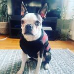 Ranjini Haridas Instagram - Meet my new friend Momo . Isn’t she the cutest !!!❤️ @timshel4eva #newfriends #pawbuddies #momo #pupperlove #unconditional #loveacrossborders #happiehippie #ranjiniharidas #unitedkingdom #hackney #stokenewington #chillin