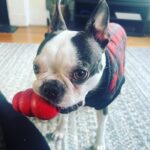 Ranjini Haridas Instagram - Meet my new friend Momo . Isn’t she the cutest !!!❤️ @timshel4eva #newfriends #pawbuddies #momo #pupperlove #unconditional #loveacrossborders #happiehippie #ranjiniharidas #unitedkingdom #hackney #stokenewington #chillin