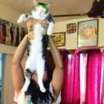 Richa Chadha Instagram - 4.2.23: Madira the OG, eater of aloo bhujiya, the love of my life, my eldest girl has passed on as 13 yo teen veteran to cat heaven. Had adopted her in 2010, a month before I left for the shoot of Gangs of Wasseypur. She was my sibling, my daughter, my 4 legged struggle-buddy. She was with me when I shared a 1BHK with a flatmate, then a 2BHK with 2 flatmates, she survived a fall from the 9th floor of a building, got frequent rides in my i10, she was with me in my time of beanbags, floor cushions, tikka take outs and theatre rehearsals… with us through thick and thin till now… she enjoyed the care from the best caregiver in the world, my mom. Madira chased off intruders and creeps, took flights and eventually relocated to the North. She had a personality! I learnt so much from her. She brought so much joy and comfort to me and my family. Madira, my sweet lil angel, I haven’t cried so much in years. Grief in the gut. Is that why we have pets? To acquaint us with death, as we’re bound to outlive them? What an end to an era my little queen… I love you and always will. Thank you for your love, you are purrfection😭😢🥹 what misery , everyone dies. And also what solace💔