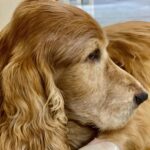 Ridheema Tiwari Instagram - My most beautiful RIO 🐾 Has crossed over the Rainbow 🌈 bridge Crushing my heart so hard that it aches 💔 No more #brattriodiaries This morning I held ur head in my hands and kept saying I love you , hoping you would measure the size of my heart melting down with ur fainting last few breaths 💔 I saw what little light that was left go out of your eyes and felt your body go limp and I was shattered feeling so heartbroken to let u go. I am grateful RIO for the thousands of precious breathtaking moments in my life because of you 🙏🏼 I am grateful that u spread joy happiness light healing to everyone u met and taught me the biggest lesson of life - LOVE is the most powerful and the most healing ❤️‍🩹 YES 🙌 The color of your hair , your eyes , your hugs , wet licks everywhere and that precious morning kiss on your head that you would run to me for everyday.. all this and so much more will be treasured for life my baby and please know you ll be missed every second. Nobody can replace the love you gave us #stinkyboo 🙌 Daddy @jaskaransinghgandhi a special thank you to u for bringing this bundle of joy in my life. Thank you for showing me the true meaning of #unconditionallove The most loving little one - GOODBYE FOR NOW until we meet again 🐾🐾🐾🐾🐾🐾🐾 Now go enjoy the Bhindis & Beans in Heaven 😇 with #bratt #rip #riothecockerspaniel Hoping you ll find some cats 🐱 to chase too 🤪 Farewell brother say Rocky and Arya . P.s still looking around the house to find you chilling somewhere in some corner . Mumbai, Maharashtra