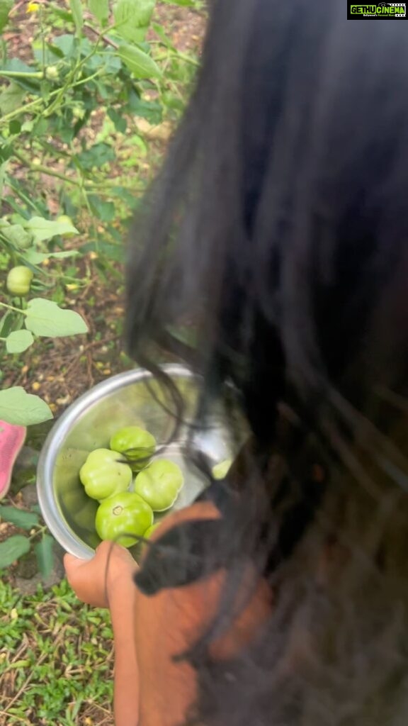 Sandra Thomas Instagram - Little farmers #home #garden #tomatoes #kitchengarden #farming #vegetables #tomotolovers #naturekids #natureconnect