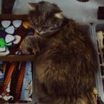Sanya Malhotra Instagram - Istanbul ki 🐈 yan #catsofinstagram