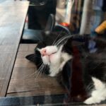 Sanya Malhotra Instagram - Istanbul ki 🐈 yan #catsofinstagram